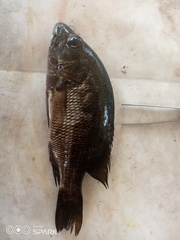 Lutjanus endecacanthus