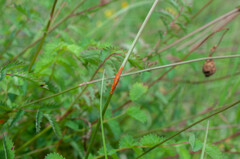 Phragmidium sanguisorbae