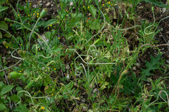 Peronospora arborescens