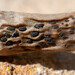 Hysterographium fraxini - Photo (c) Nicolas Schwab,  זכויות יוצרים חלקיות (CC BY-NC), הועלה על ידי Nicolas Schwab