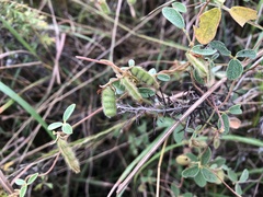 Cajanus scarabaeoides