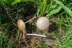 Agrocybe molesta