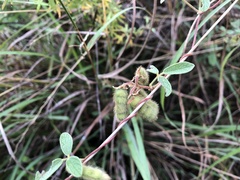 Cajanus scarabaeoides