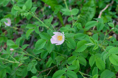 Rosa tomentosa