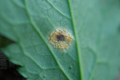 Puccinia actaeae-elymi