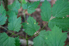 Puccinia actaeae-elymi