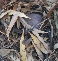 Cercartetus concinnus