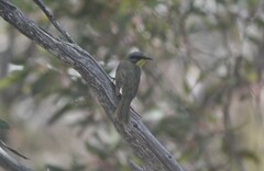 Lichenostomus cratitius