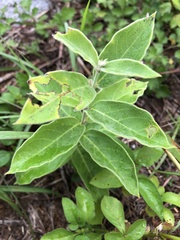 Vincetoxicum atratum