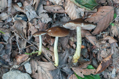 Pluteus romellii