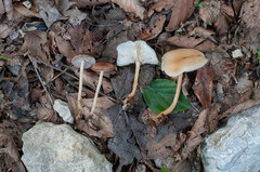 Gymnopus ocior