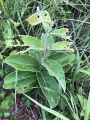 Vincetoxicum atratum