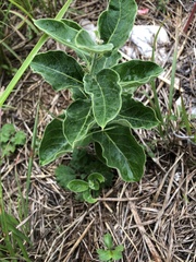 Vincetoxicum atratum