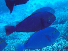 Acanthurus mata