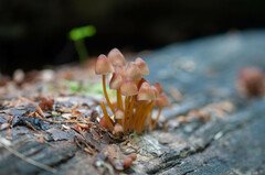 Mycena renati