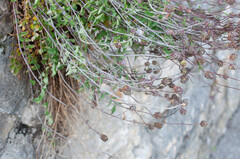 Podosphaera ferruginea