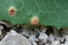 Puccinia opizii