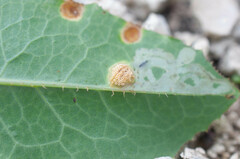 Puccinia opizii