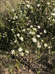 Pimelea flava