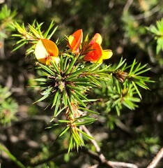Pultenaea acerosa