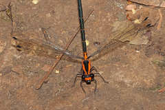 Austroargiolestes amabilis