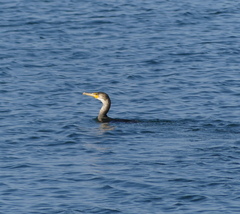 Phalacrocorax capillatus