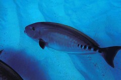 Prionurus microlepidotus