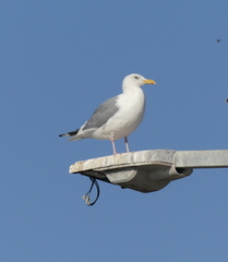 Larus argentatus mongolicus