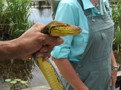Malayopython reticulatus