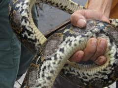 Malayopython reticulatus