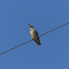 Spodiopsar cineraceus