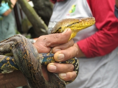 Malayopython reticulatus
