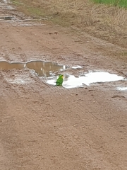 Polytelis swainsonii