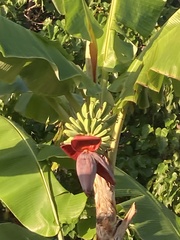 Musa × paradisiaca