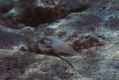 Valenciennea strigata