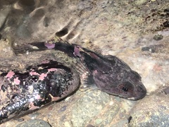 Myoxocephalus