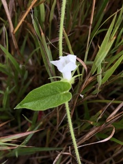 Ipomoea biflora