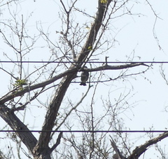 Hypsipetes amaurotis