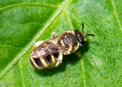 Pachyhalictus