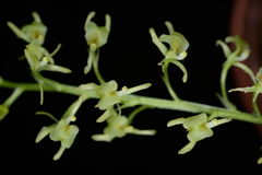 Liparis emarginata
