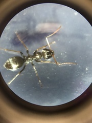 Formica fusca