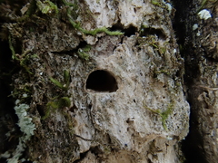 Agrilus planipennis