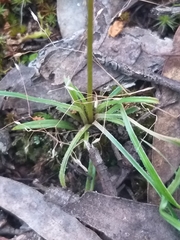Stylidium graminifolium