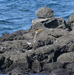 Phalacrocorax capillatus