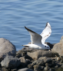 Saundersilarus saundersi