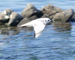 Saundersilarus saundersi