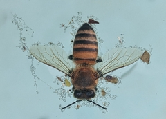 Apis mellifera