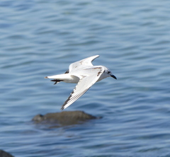 Saundersilarus saundersi