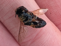 Apis mellifera