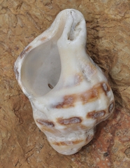 Agnewia tritoniformis